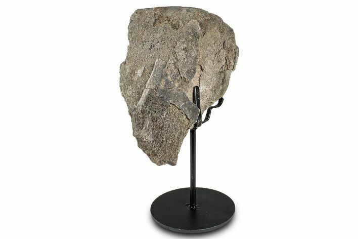 Fossil Sauropod Limb Section with Metal Stand - Colorado #335511